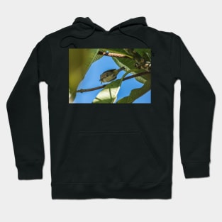 Downtown Bird Hoodie